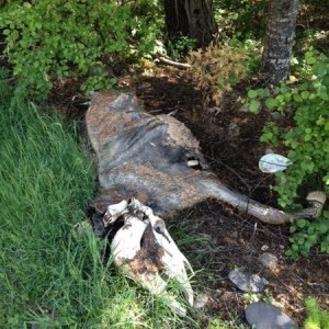 deadhorse