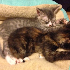 Two new additions.