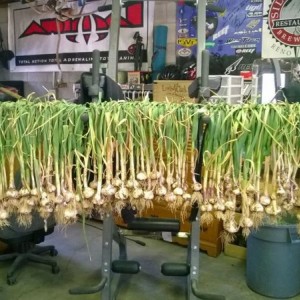 This year's garlic harvest