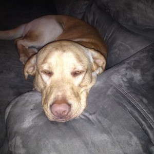 Lab mix