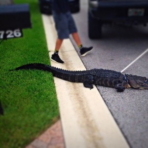 Fun day so far. Alligator measured 8'5".