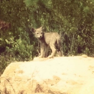 Coyote pup on the job site
