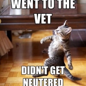 cat15