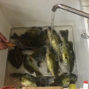 Half of the catch.