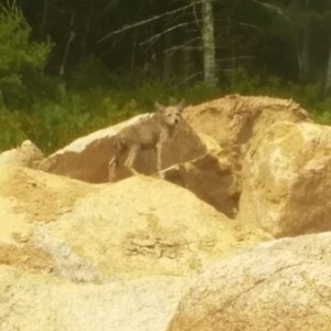 FAT Baby coyote pups on the job site.