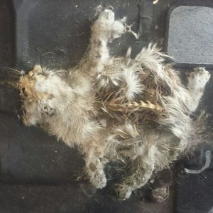 Poor kitty..customer complaining of foul odor, problem found!