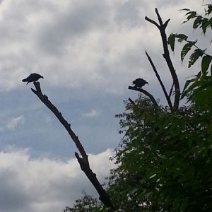Didnt take the vultures long to find the dead groundhog.