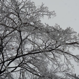 ICETree