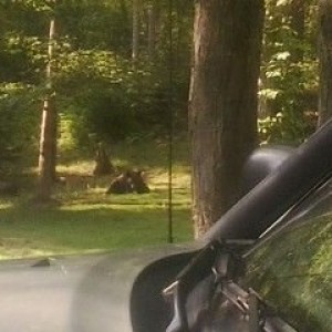Been working on a stump less than 40 yrds away & he dont give a shit