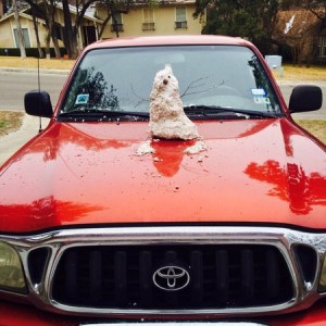 Texas snow