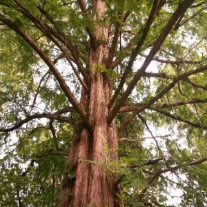 Metasequoia glyptostroboides. Just rolls off the tongue.