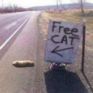 Free_Cat