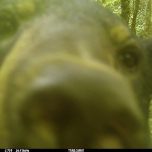 bearcloseup