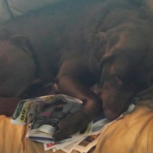 Jake checking out the sales ads. ( captured on my BGR camera)