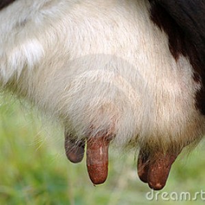 udder-cow-4419076