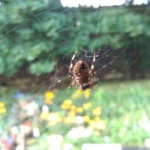 :eek: Outside my kitchen window! :bananadead: