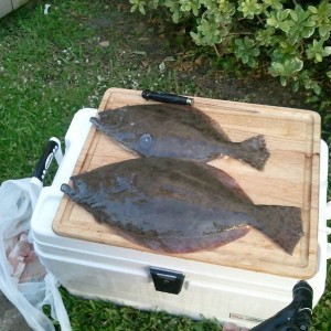Flounder