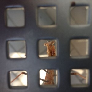 Mantis outside my office.