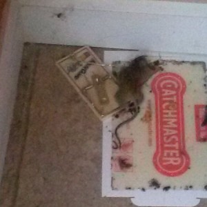 Two traps latter and this guy is down. Also all bugs with a nose for peanut
