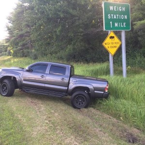moose crossing