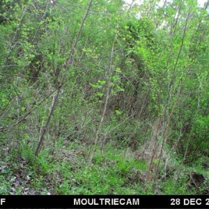 Someone say bear? Game cam pic from family land in va