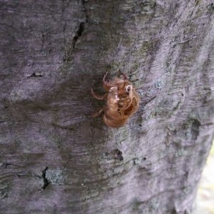 I guess this bug found a better body.
