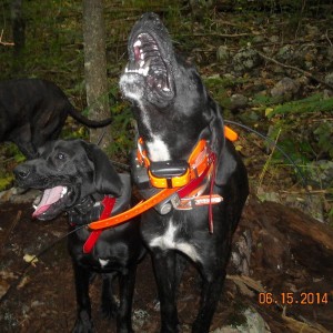bear hounds