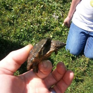 Another 49 of these little guys and I could make a pot of snapper soup.