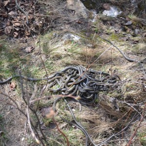 Garter Snake Mating Ball