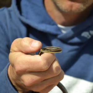 Red Sided Garter Snake