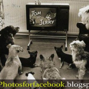 TOM-AND-JERRY-FUNNY-PICTURES
