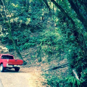 Radiant Red Tacoma Trees