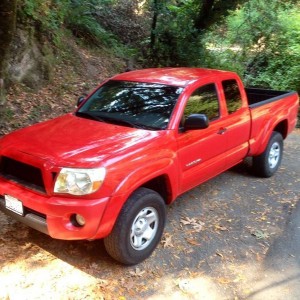 Radiant Red Tacoma Trees