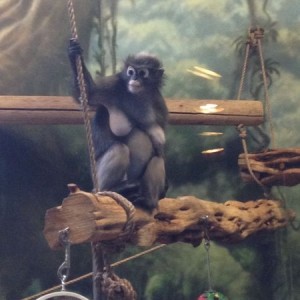 Beavis primate on display
