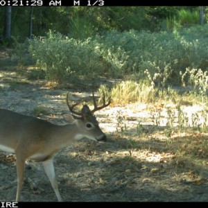 7 pt
