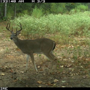 new 8 pt