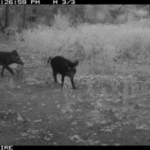 hogs