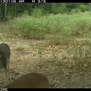 another new 8