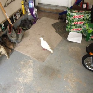 Someone must have slipped me some acid or there is a white pigeon hanging o