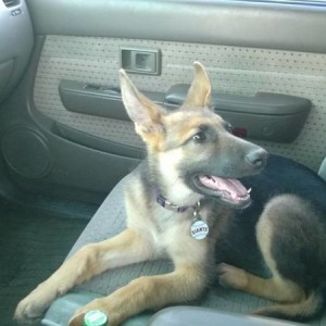 Road Dog