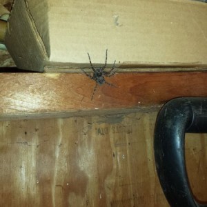 Looks like I've got to burn the shed down now