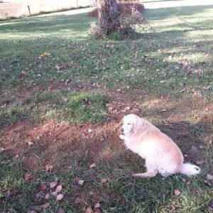 The old girl left us in the night, peacefully. 13 good happy years. Her bud