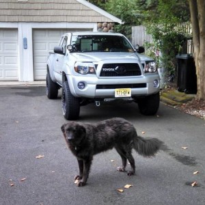 tinted fogs