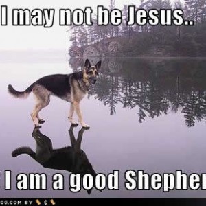 funny-dog-pictures-jesus-shepherd