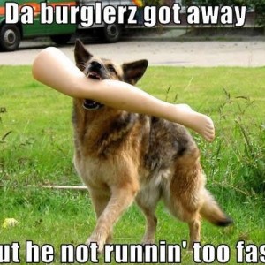 Funny_German_Shepherd