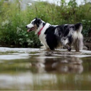 Ziva in the Creek