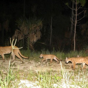 fla_panther