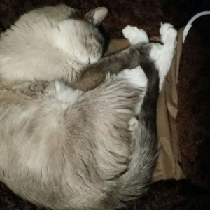 FAT
