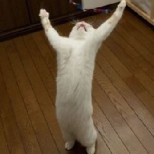 kitty12