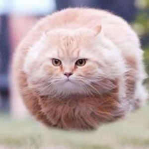 flying_kitty